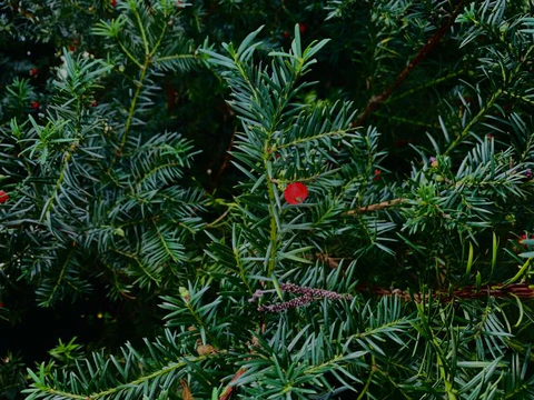 Dense branching of yew branches with countless dark green needles, a small red fruit in the foreground and some fruits in the background