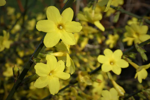 Yellow winter jasmine flowers