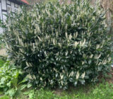 Evergreen plants in the garden: structure and color