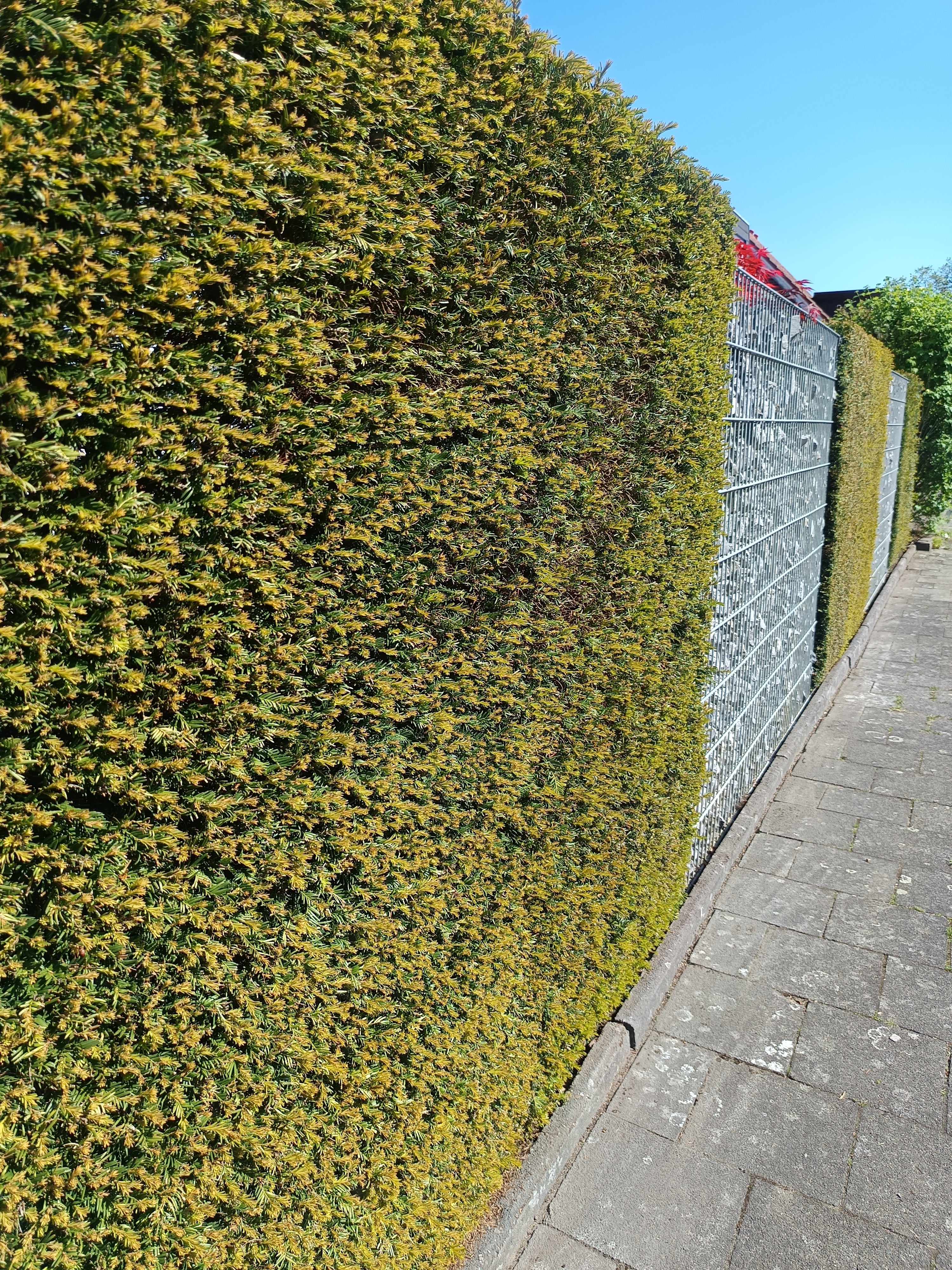 Dark green yew hedge in front of a house with stone features