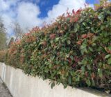 The best alternatives to cherry laurel and thuja: hedge plants for finches