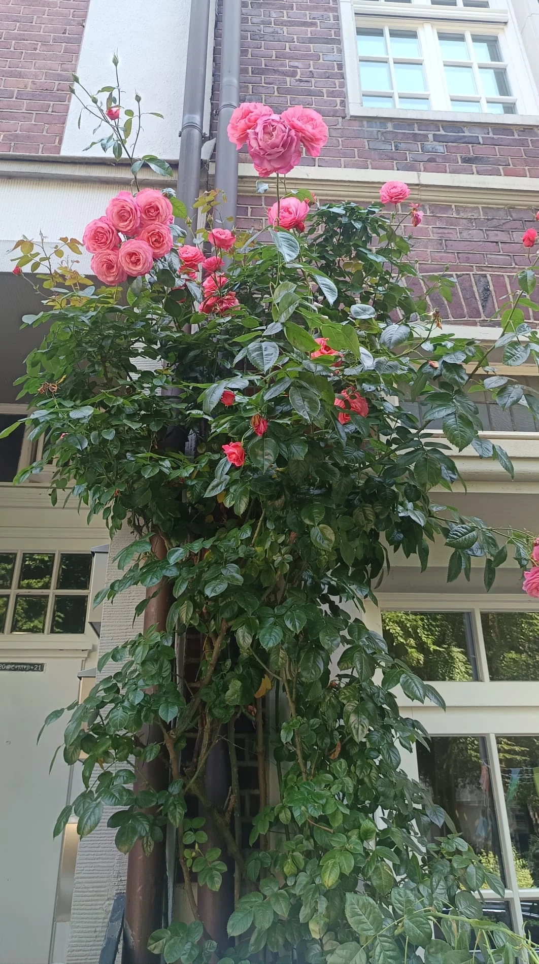 Blooming climbing rose on a house wall