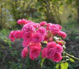 Use climbing roses as privacy screens and green facades in the garden – chaffinch