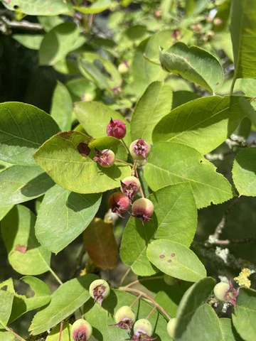 Small unripe wild pear fruits with many green leaves