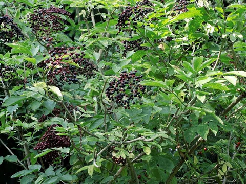 Elderberry bush with elongated green leaves and small black elderberries