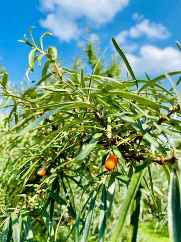 Sea buckthorn fruit