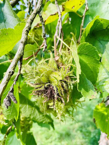Hazelnut Hazelnut fruit, Webb's premium nut