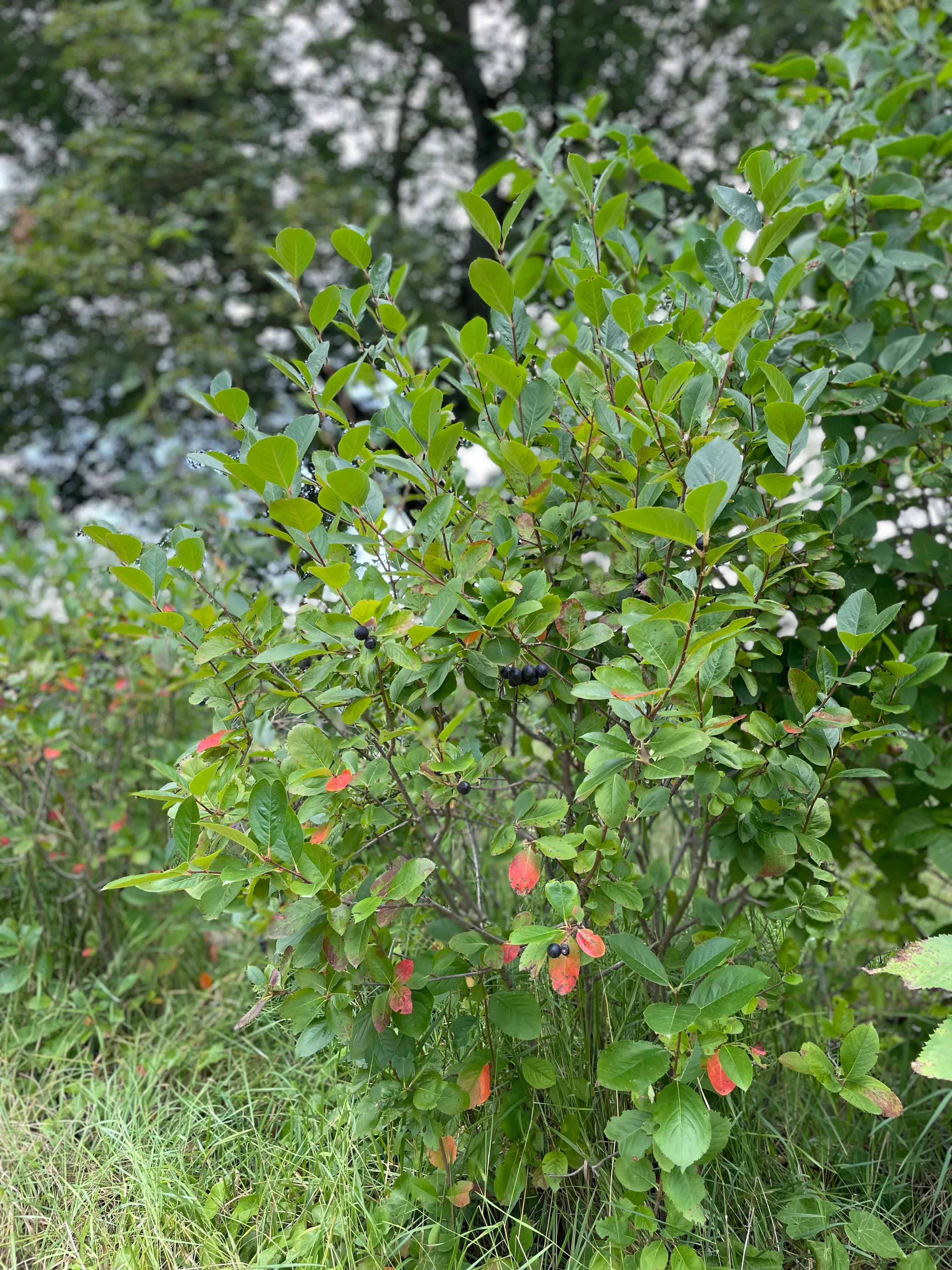 Blackthorn bush with summer fruits and leaves