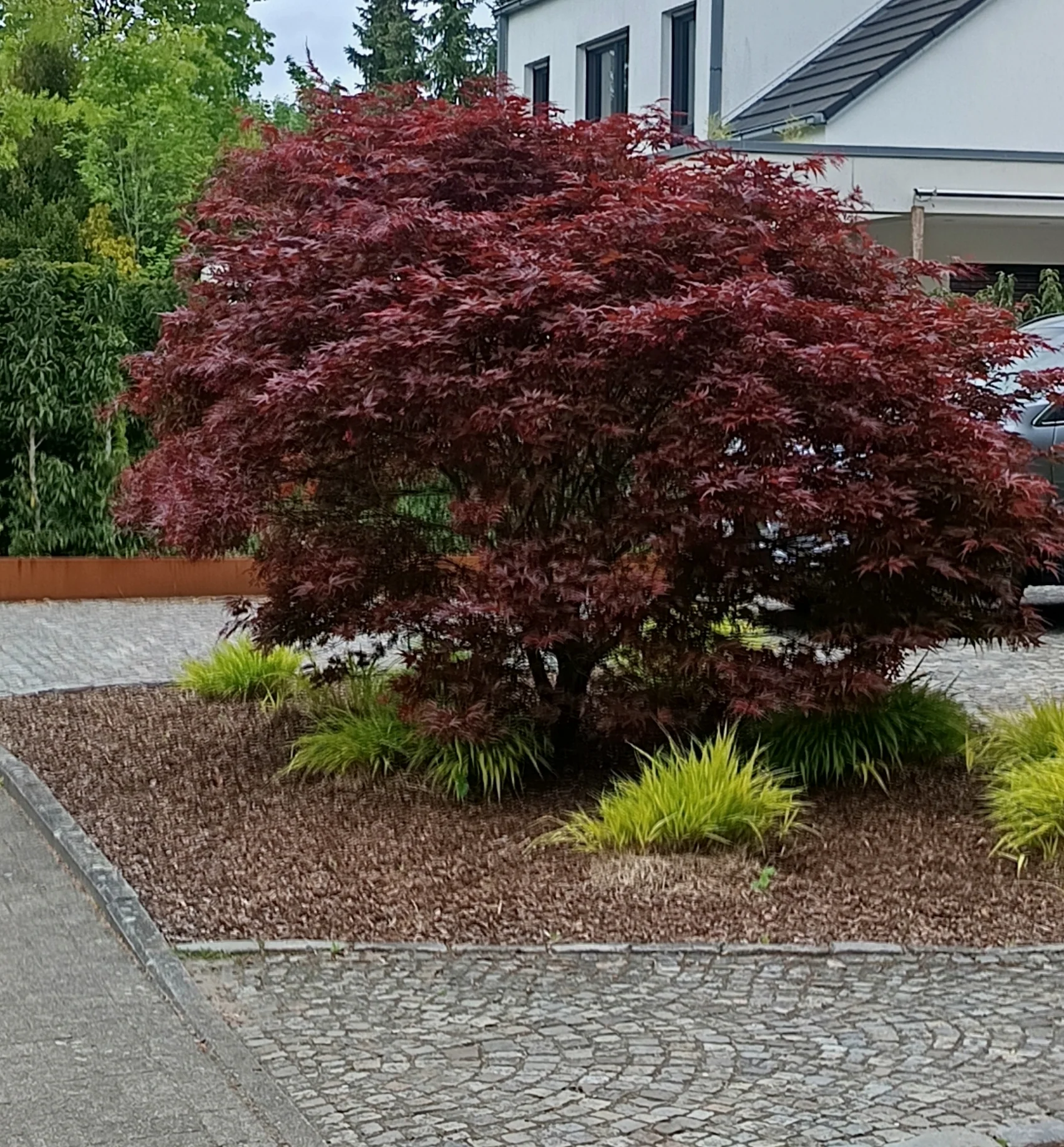 Red Japanese maple bush in front of a white house in a front garden with green grasses