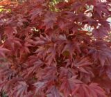 Care, location and combination ideas: chaffinch