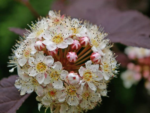 Creamy white flowers with yellow devil's bush center and some closed reddish-white buds