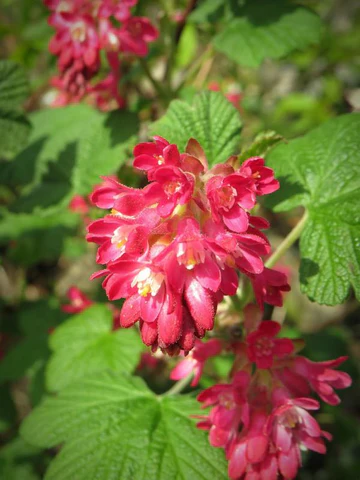 Close-up of pink blood currant flowers with green leaves