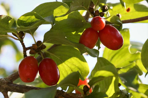 A dogwood branch with oval, red fruits and some green leaves