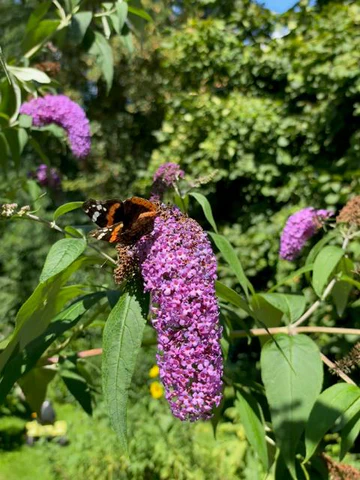 Lilac flower with peacock eye