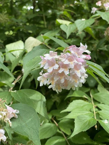 Close-up flower of pearl bush with green leaves