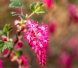 A beautiful garden without much effort: the finch