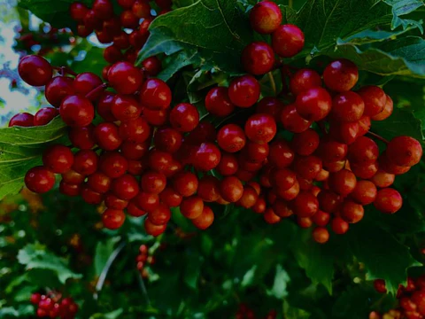 A large bunch with many red berries and some green leaves. In the background other fruits and leaves