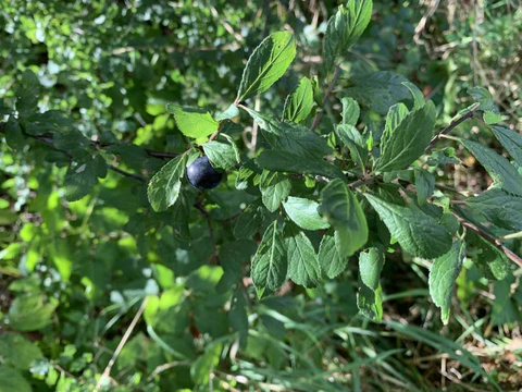 The thorny branch of a blackthorn with small oval green leaves. A round, purple berry hangs on the branch