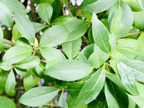 Many densely grown privet branches with fresh, green foliage.