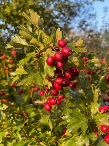Hawthorn fruits in the evening sun