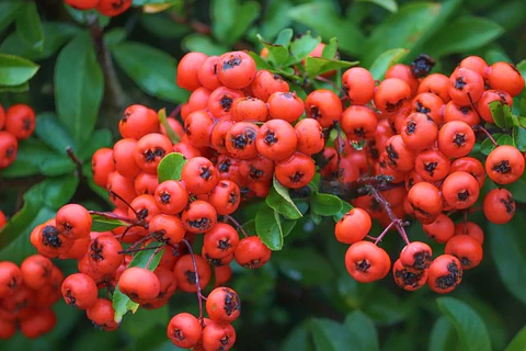 Red firethorn berries