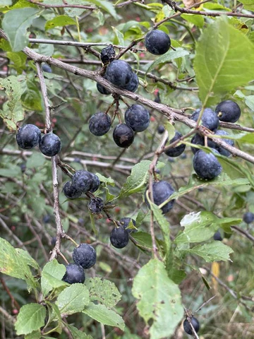 Blackthorn fruit