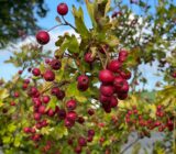 An animal-friendly garden in winter: here’s how it works! — Tree Finch