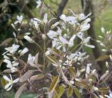 Planting, care, cutting blueberry – the all-rounder for your garden – finch