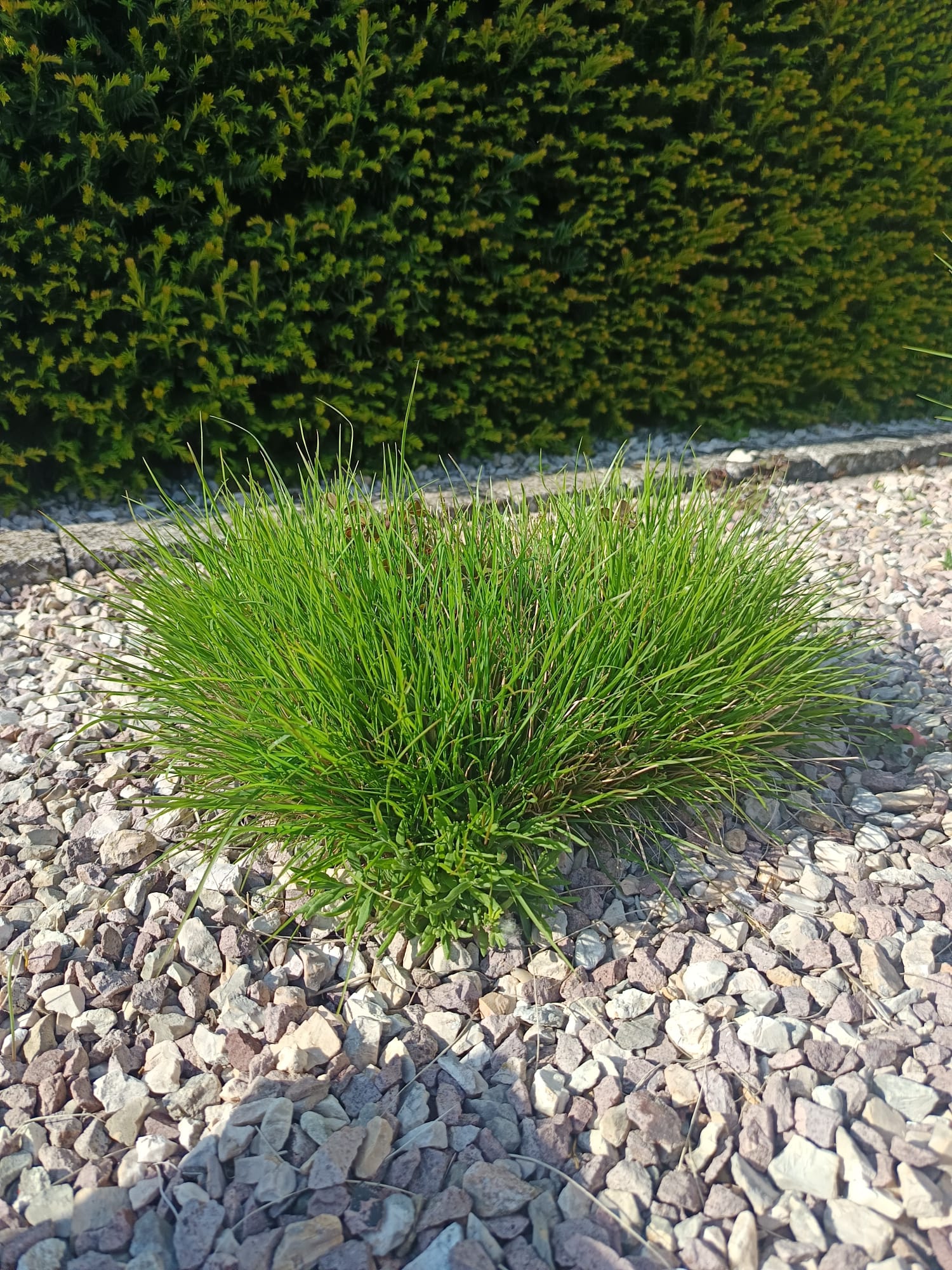 Thick green bearskin grass surrounded by white stones