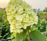 Tips and Varieties – Tree Finch