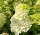 The best planting partners for sun and shade: the finch