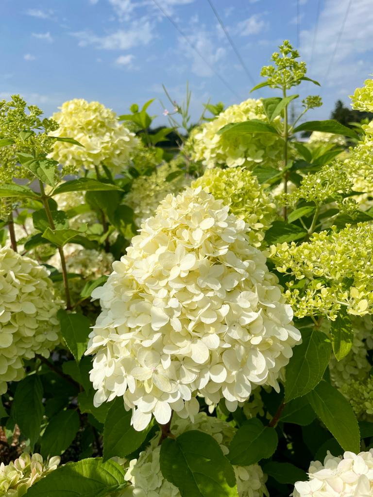 Panic hydrangea in full bloom