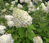 Farmhouse hydrangea, panicle or viburnum? Finding the right hydrangea for your garden – Tree Finch