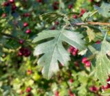 Robust shrub for every garden: chaffinch