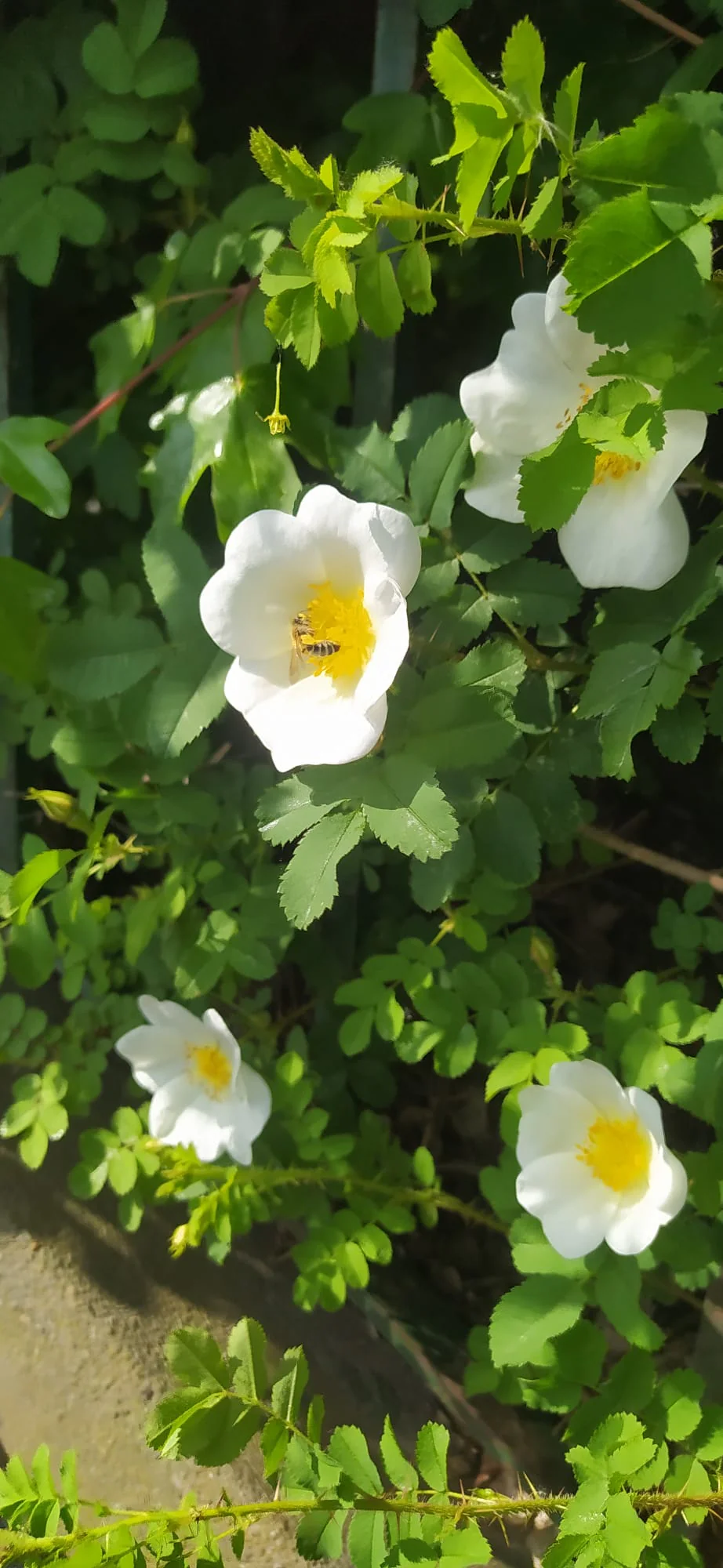 The bee sits on a white-yellow flower of the panicle rose in the sunlight
