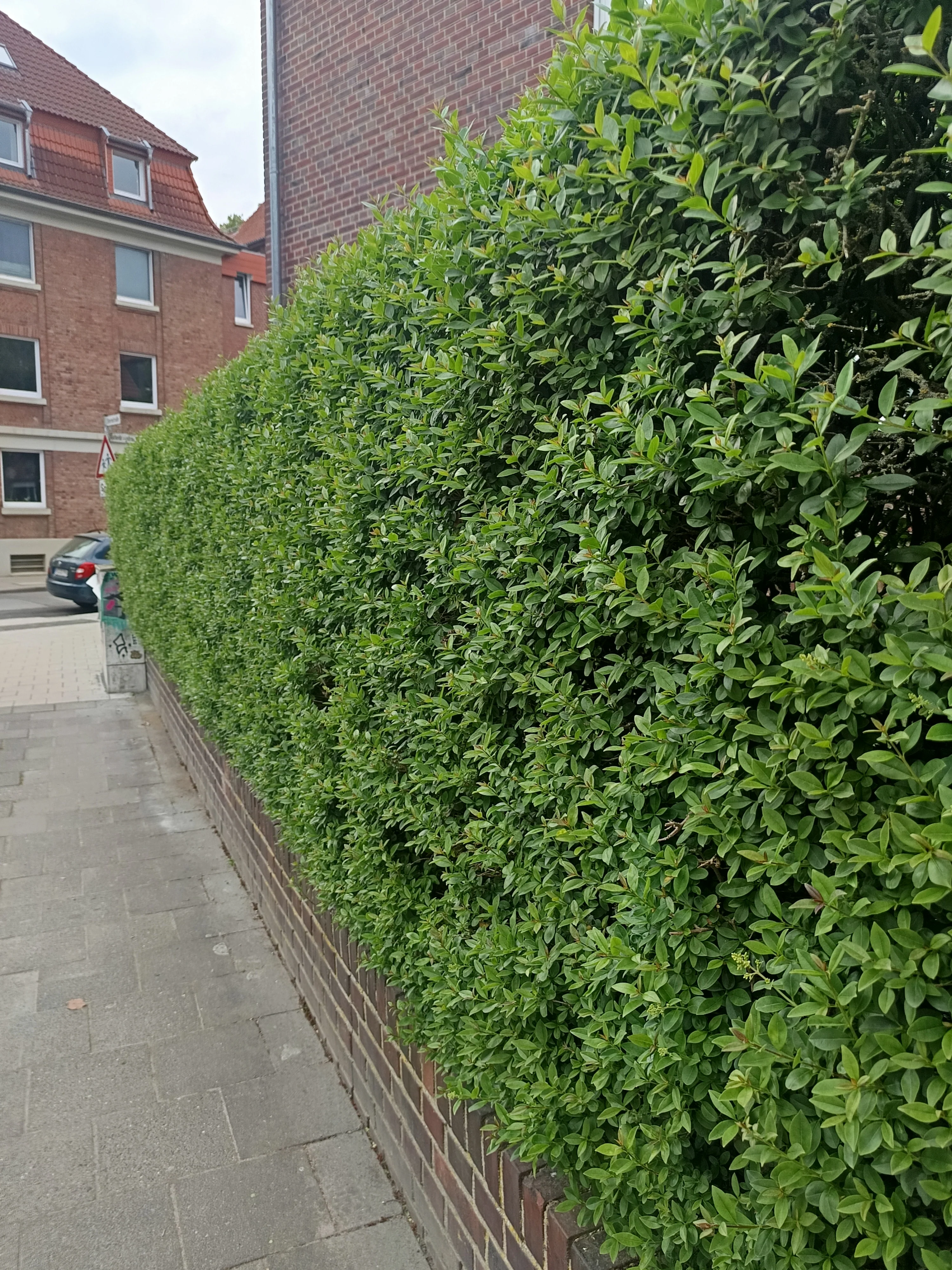 Green privet hedge in front of a house on a sidewalk