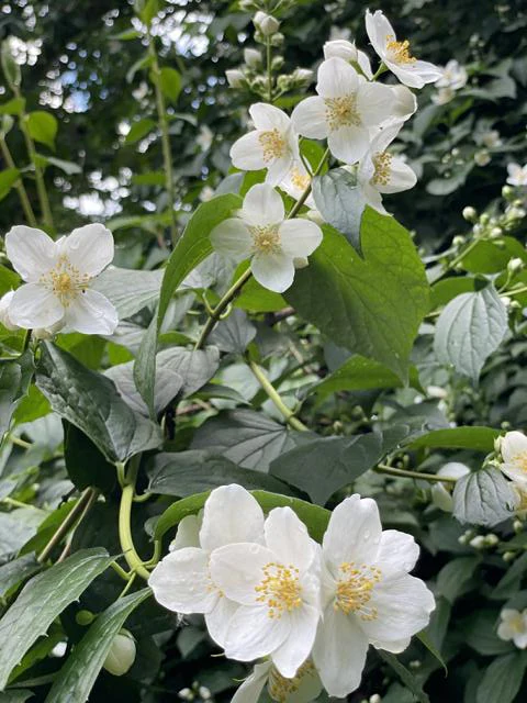 Some branches of a European pipe bush with small white flowers
