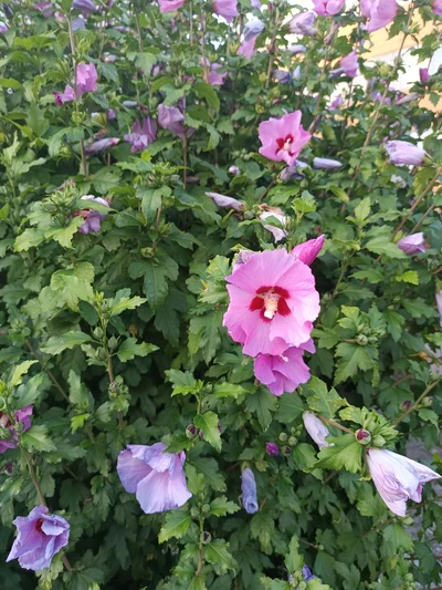 Woodbridge Hibiscus shrub with green leaves and pink flowers