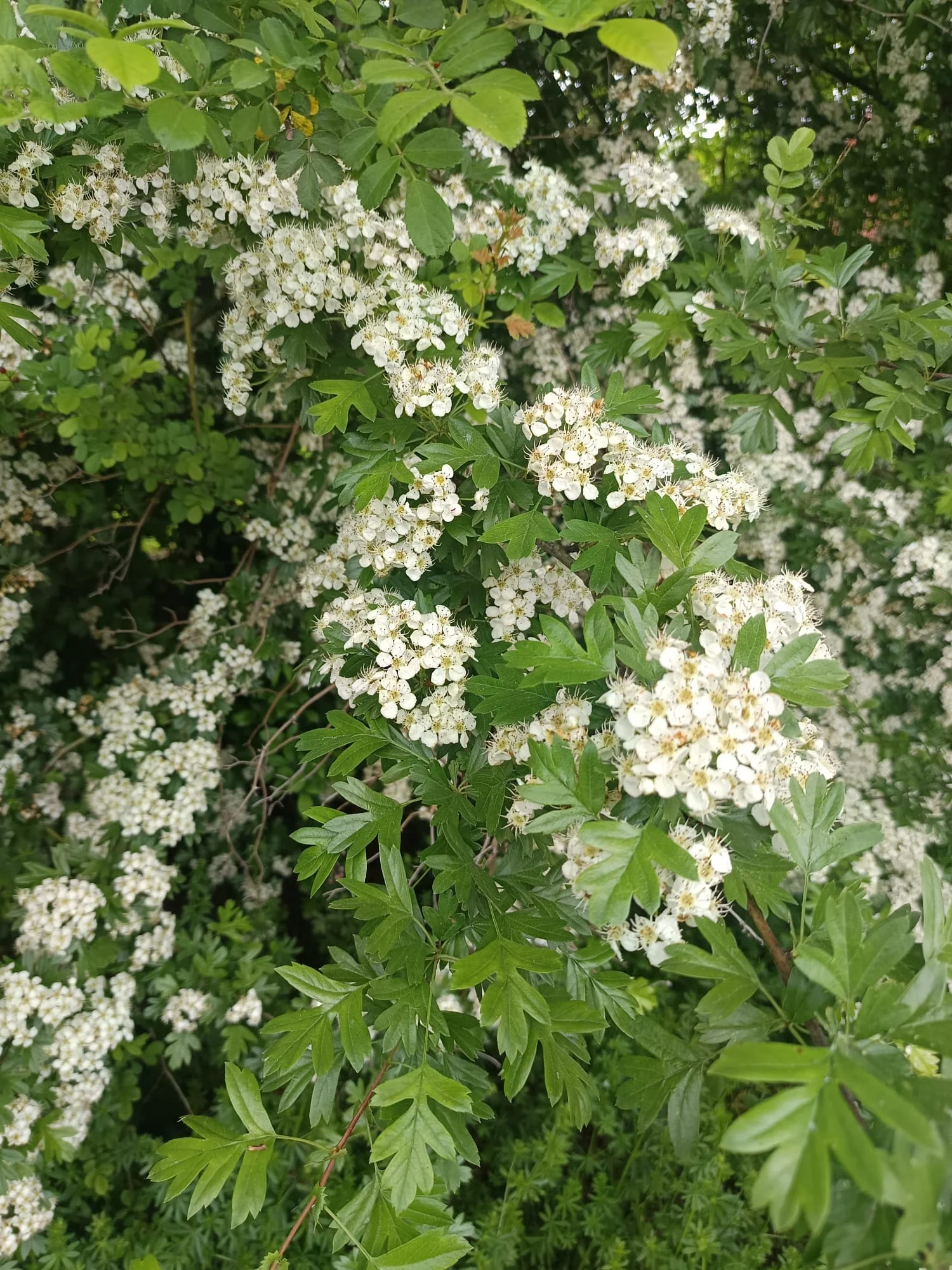 Many small white-yellow flowers of a hawthorn bush