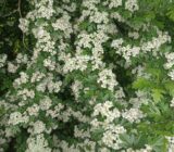 9 beautiful shrubs for your garden – chaffinch