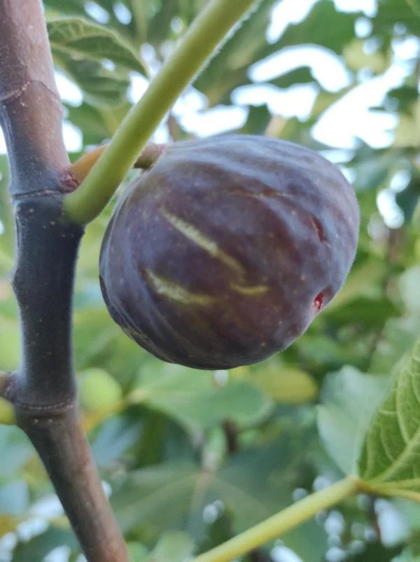 Round blue-purple fig on a fig branch