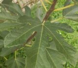 Garden and Container Tips: Chaffinch