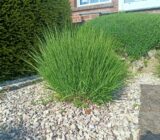 easy-care ground cover for the sun – finch