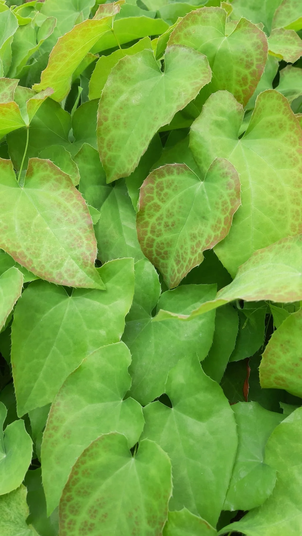Dense, light green, heart-shaped leaves with a reddish edge of the evergreen elven flower
