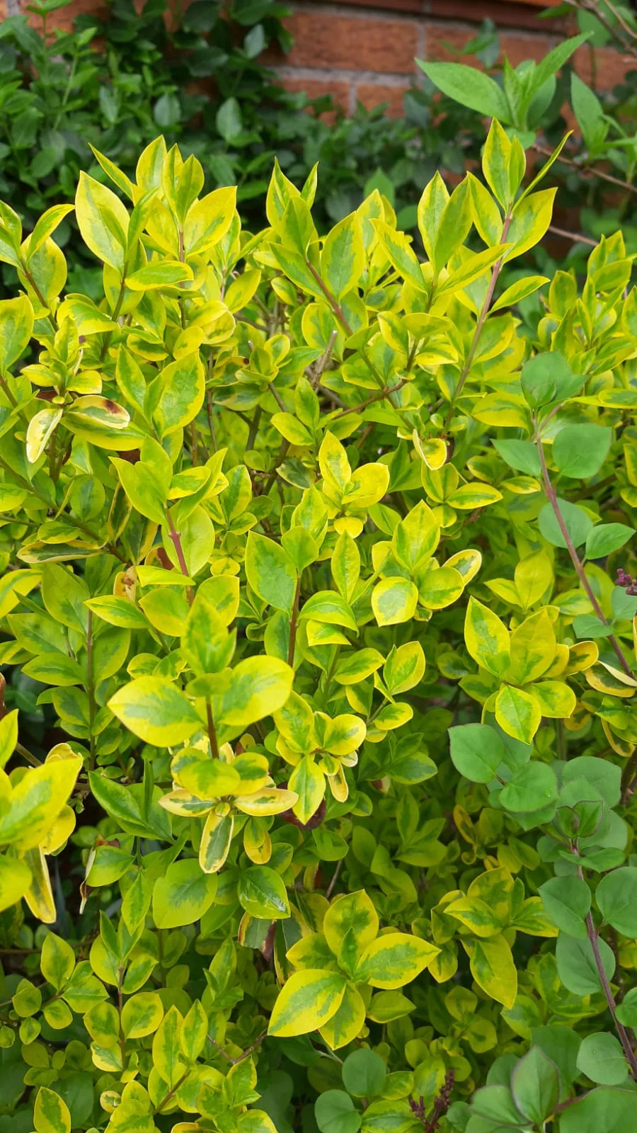 Close-up of yellow-green leaves of golden privet in front of a brick wall