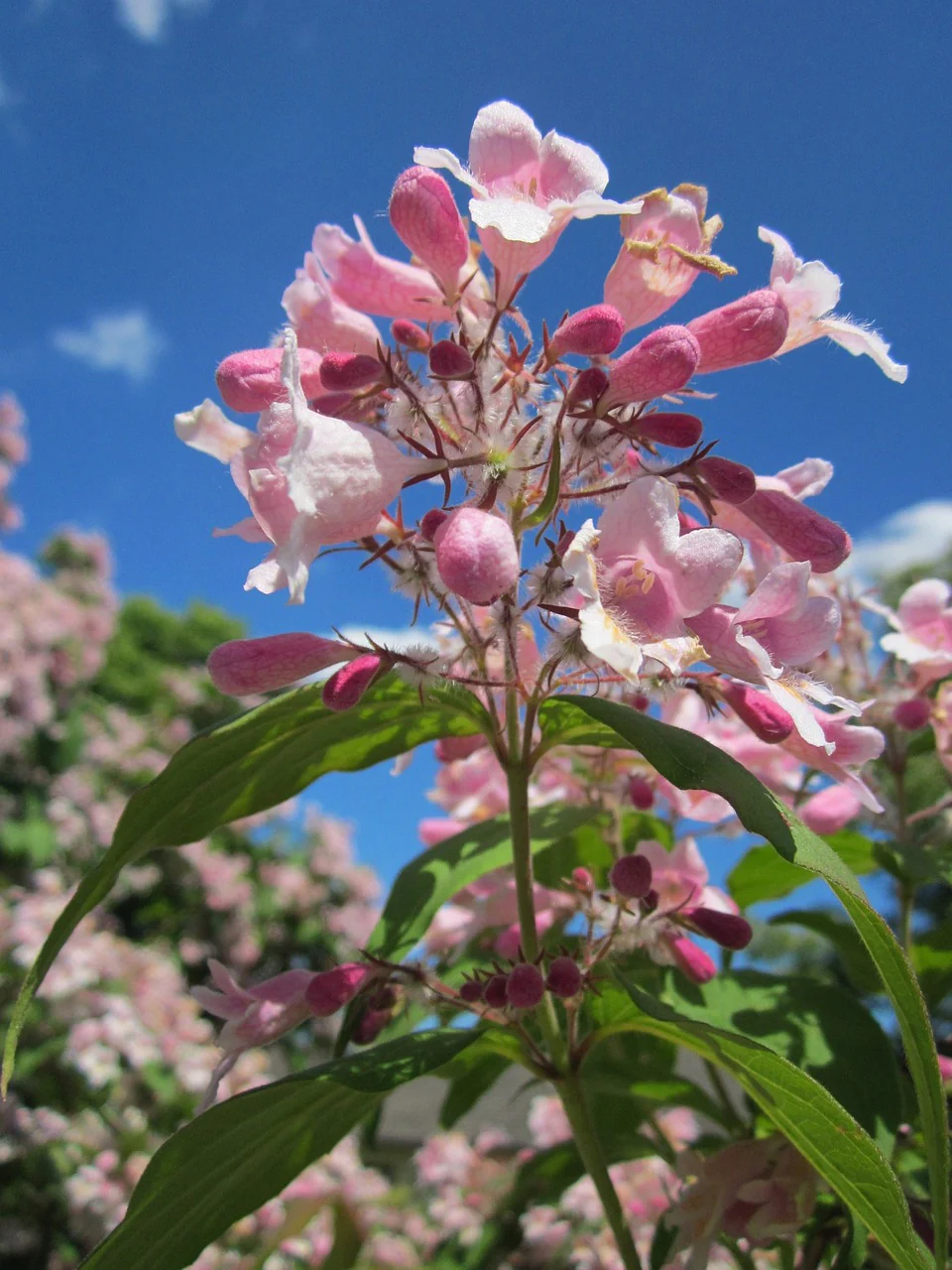 pink flowers of the mother-of-pearl bush