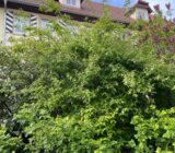Planting and caring for pearl bush – Kolkwitzia amabilis in the garden – chaffinch