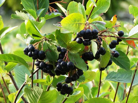 Dark aronia hanging in bunches