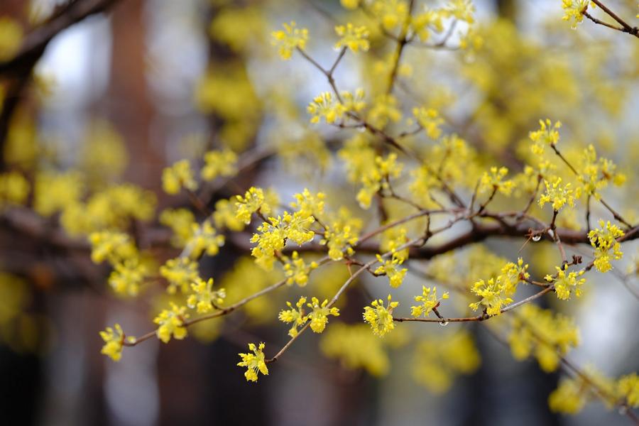 Small yellow flowers of the dogwood