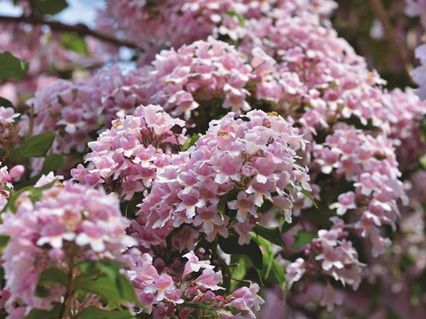 Pink weigela with a multitude of small white-pink flowers